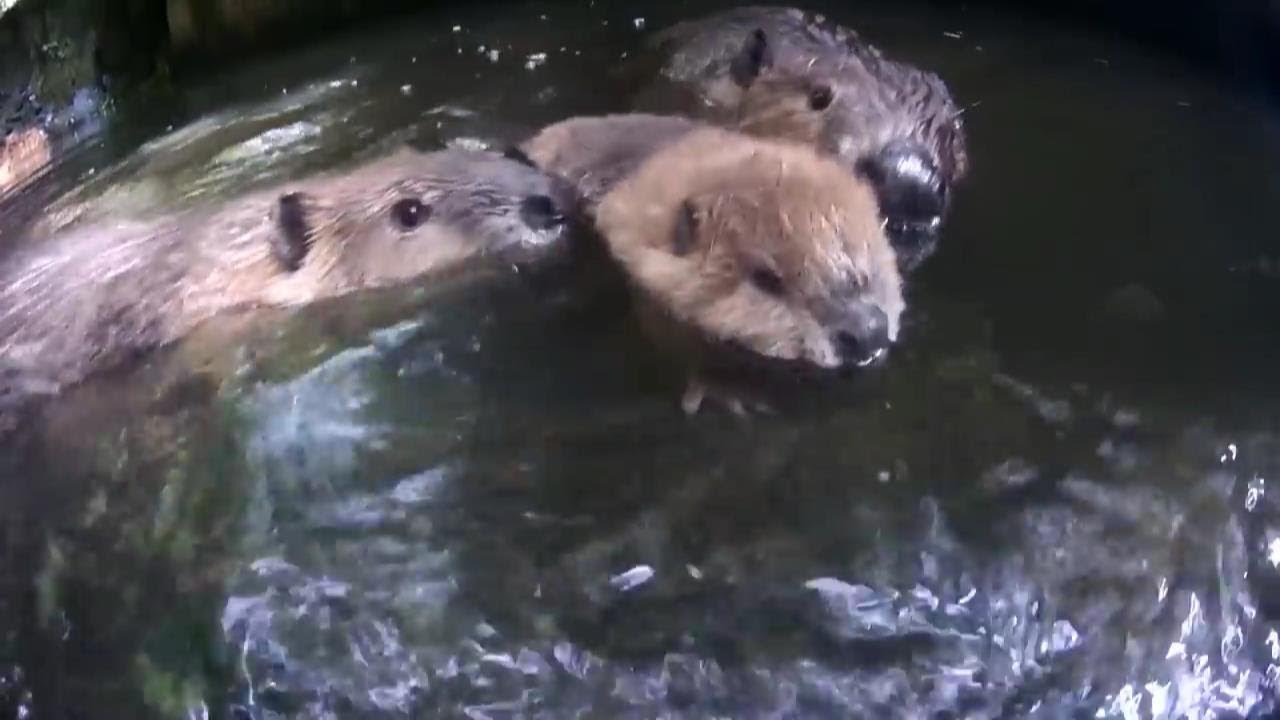 遊びたいビーバー赤ちゃんと心配性の家族 Beaver baby wants to swim and worried family