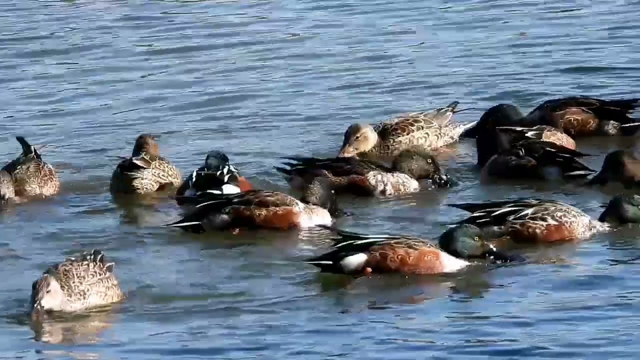 2025年12月28日　ハシビロガモ　ぐるぐる回り　食事中です