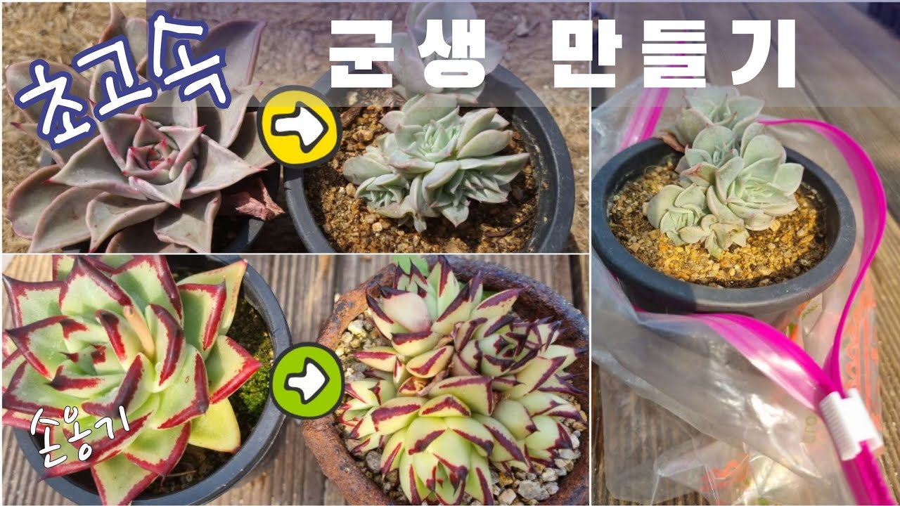 (다육식물) 군생 만들어 빨리 키우는 방법🔹️Tips for Growing Succulents#다육#손옹기화분