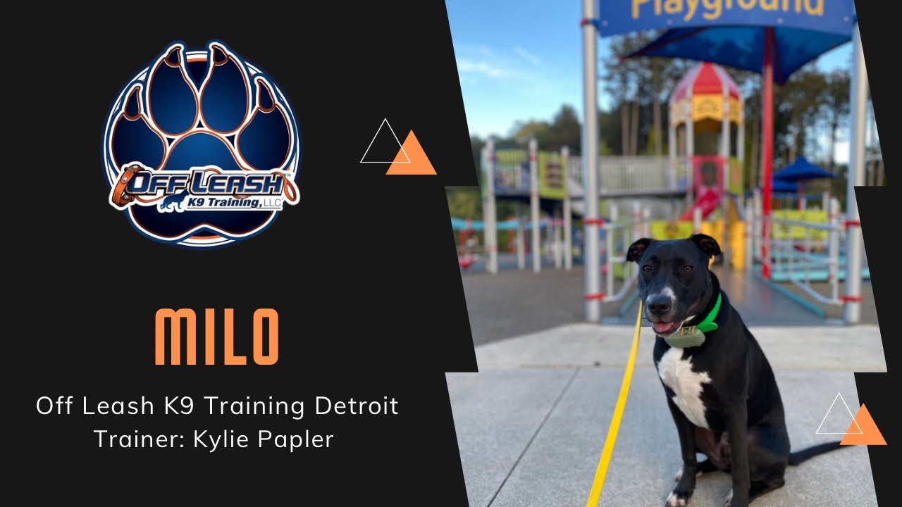 “Milo” 8 MO PittX | OLK9