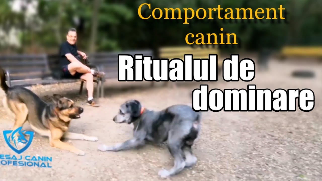 Comportament canin-Ritualul de dominare la masculi