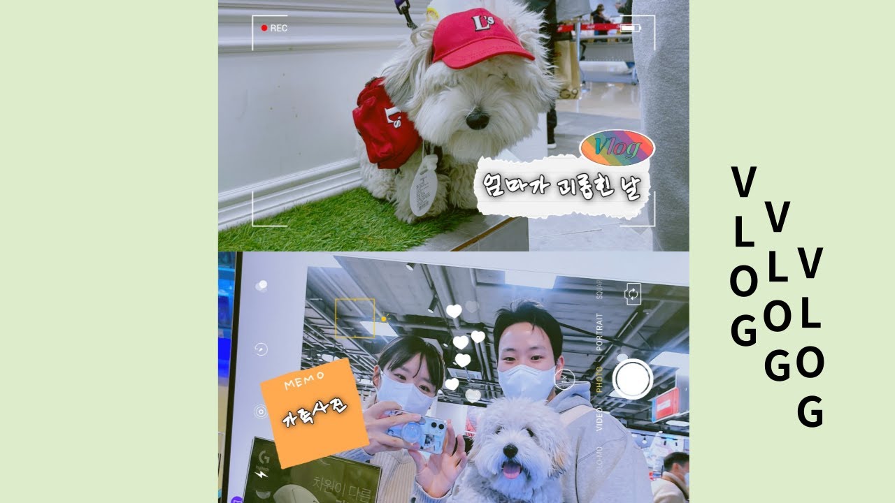 꼬똥 드 툴레아 Vlog : 내 강아지의 스타필드 고양점 나들이 일상 Vlog