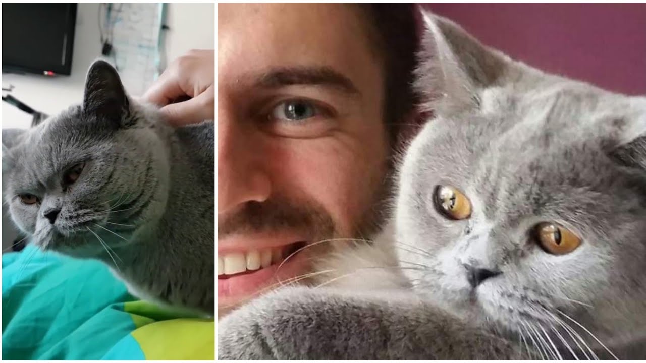 Как погладить кошку, чтобы мурлыкать? Британский кот 🐱 LUCY