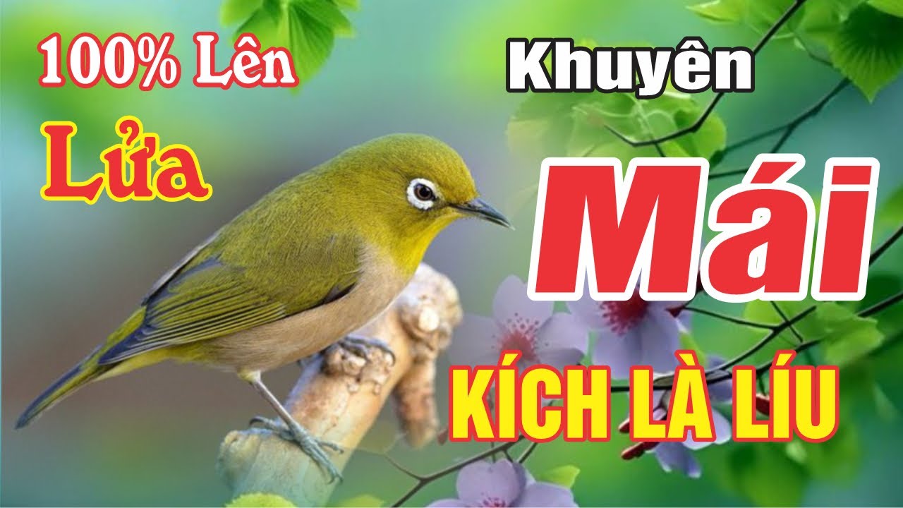 Khuyên Mái Kích Trống Lên Lửa Ngay - Kích Bánh Tẻ, Bổi Nhanh Mở Mỏ Líu Đấu | Kích Líu Cực Nhạy
