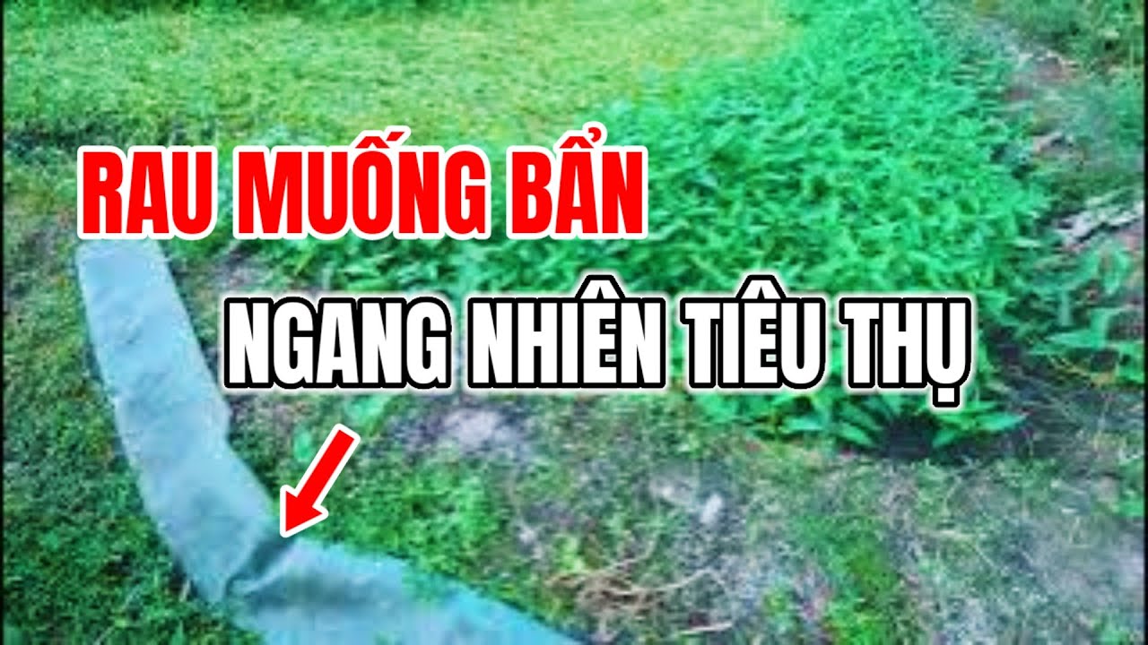 VỆ SINH AN TOÀN THỰC PHẨM VẪN CHƯA VÀO CUỘC. RAU MUỐNG DƠ BẨN. VĨNH LỘC B BÌNH CHÁNH HCM