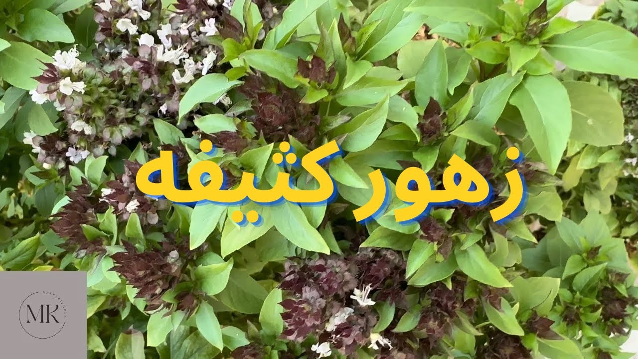طريقه زراعه الريحان و العنايه به و اكثاره ، للحصول على ريحان كثيف و قوي و مزهر 🌿