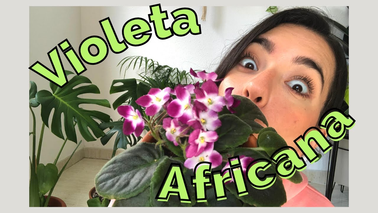 🌺Guía de CUIDADOS completa de como cuidar a la VIOLETA AFRICANA / Luz, riego, floración todo el año
