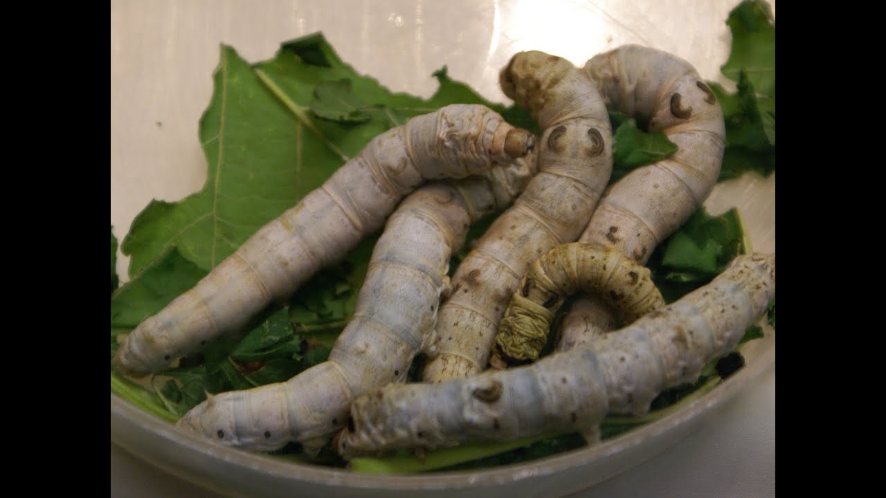 Silkworm - Quick Facts
