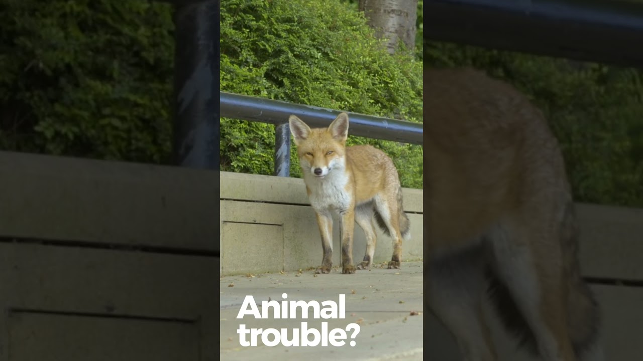 Enroll In Merit's FREE Wildlife Awareness Course!