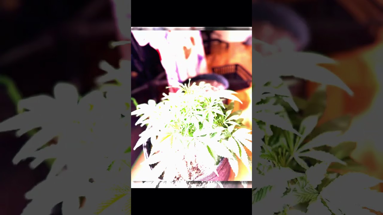 🔥 Week 5 Grizzly Crinkle Update 🌲 #autoflowergrow #growupdate #spiderfarmerled