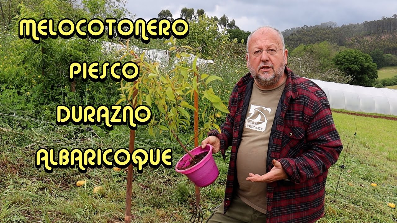 C&oacute;mo plantar un melocotonero desde la semilla: una gu&iacute;a paso a paso