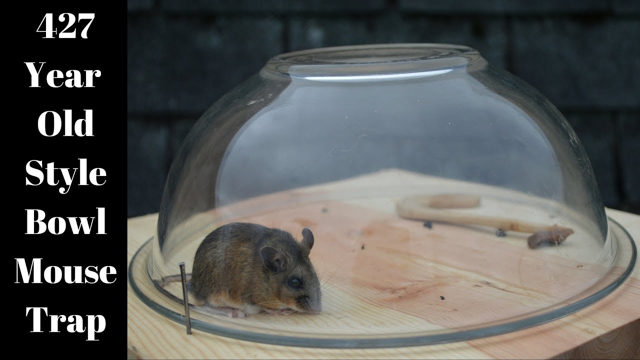 427 Year Old Style Bowl Mouse Trap In Action. Mascall Mouse Trap.