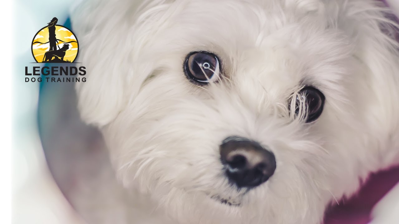 Maltese Poodle: Training Games