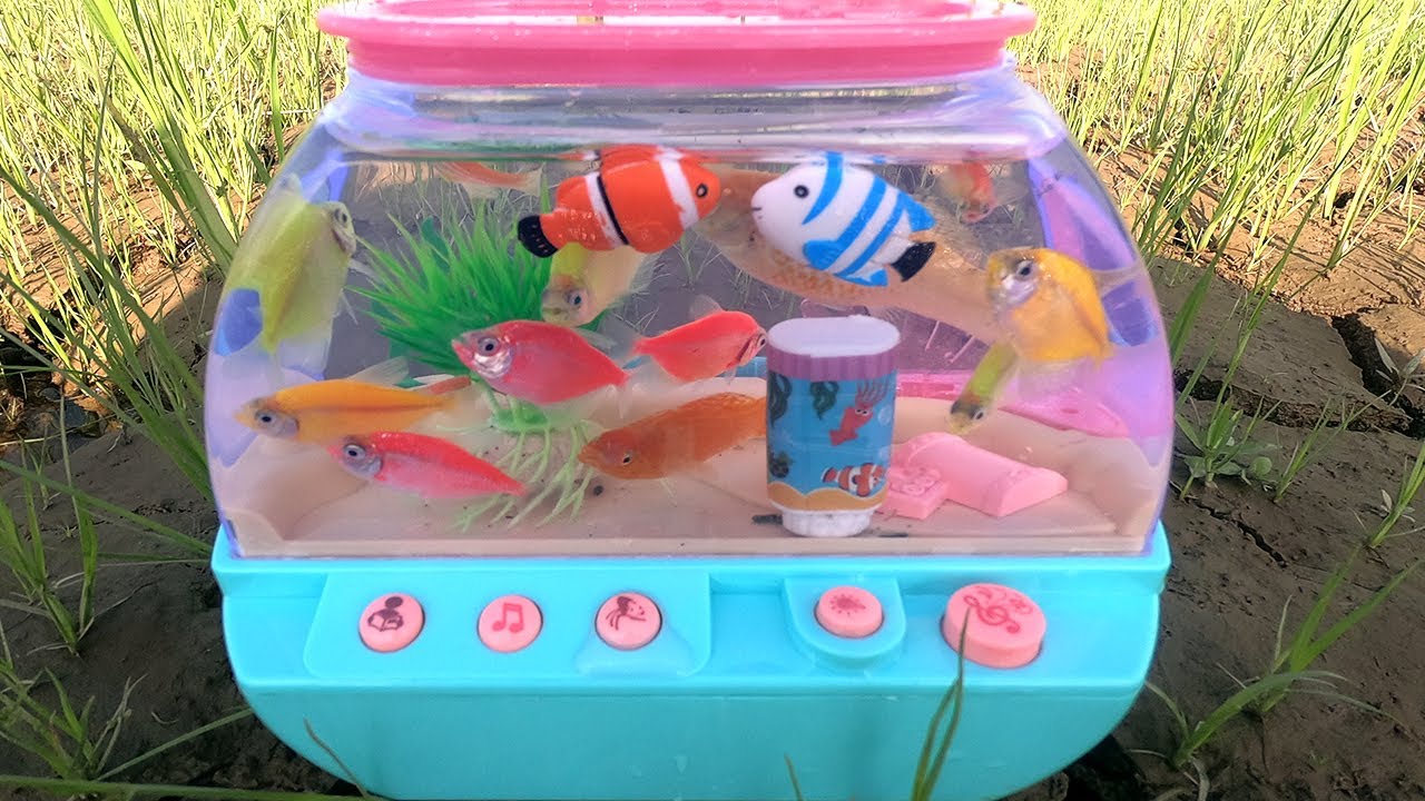 Catching Zebra Fish, Colorful Robo Fish in The Fields For My New Aquarium