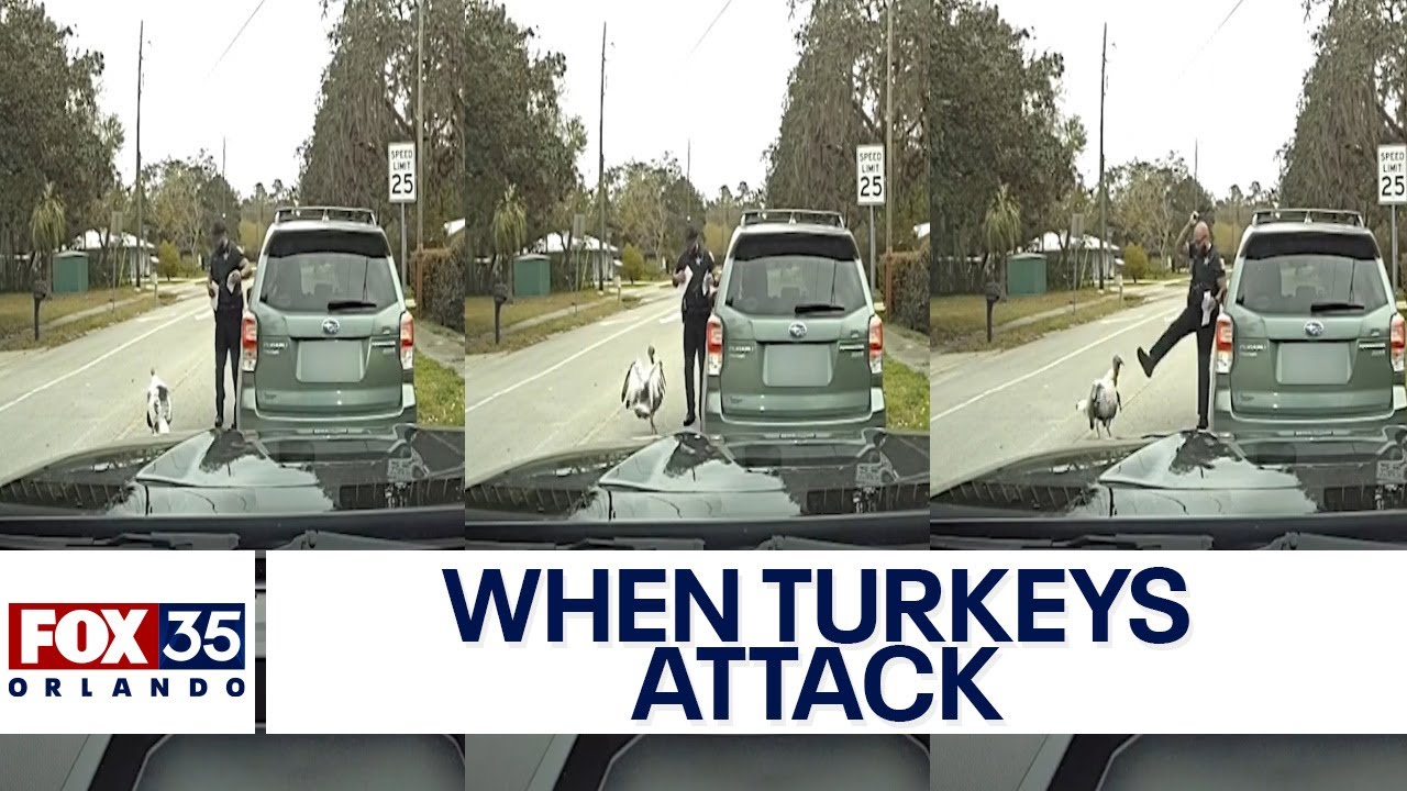 Turkey hilariously harasses Florida deputy during traffic stop
