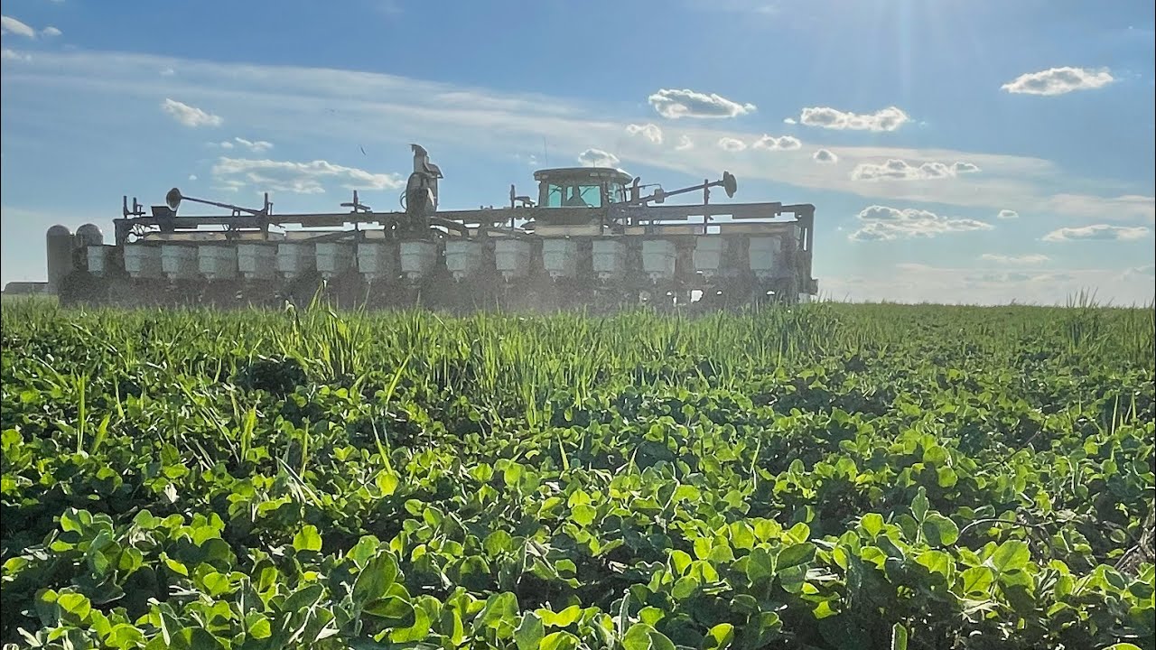 Planting corn into clover!