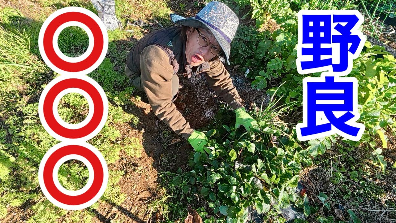 いやいや。ものすごい増えている。。。　【園芸超人カーメン君】