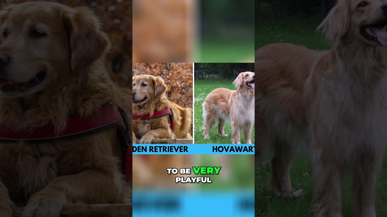 Hovawart vs Golden Retriever &ndash; Don&rsquo;t Be Fooled by the Looks!
