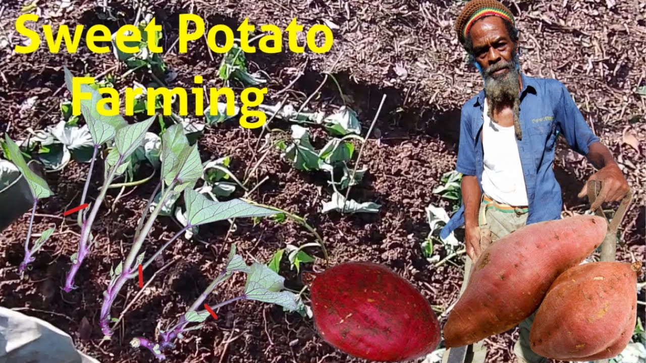 Easiest way to Grow lots of Sweet Potato Slips Jamaica