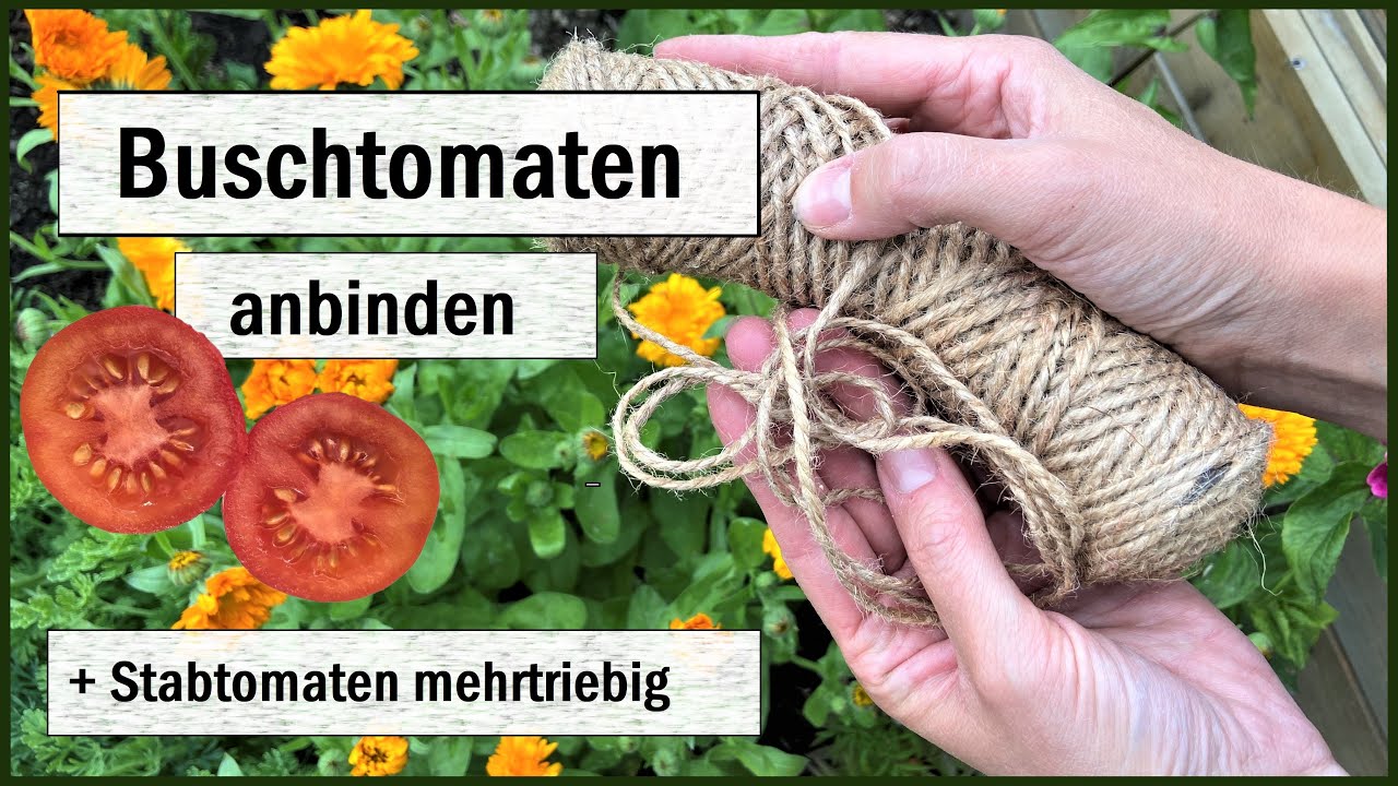 Buschtomaten & mehrtriebige Stabtomaten anbinden I Tipps & Ideen + was ist ein Tomatentipi ?