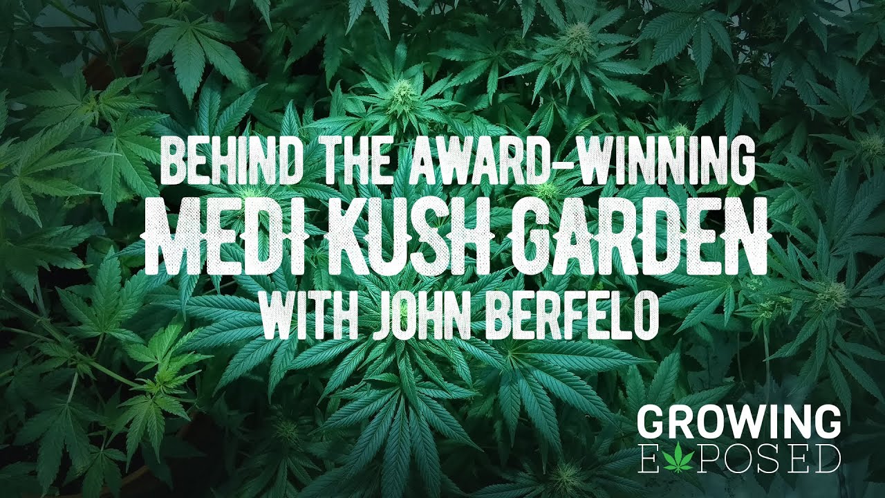 Behind The Award Winning Medi Kush Garden - John Berfelo Story