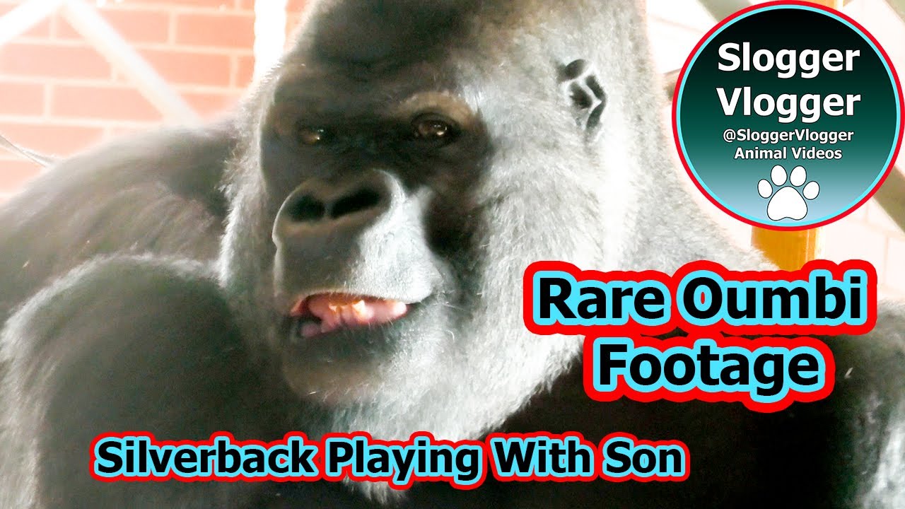 Rare Footage Alert -  Silverback Oumbi & Shufai's Interaction