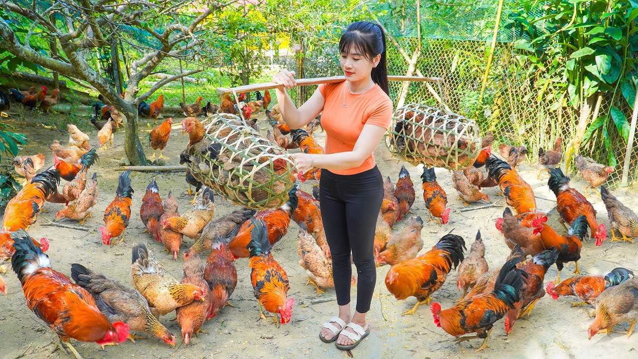 Selling Many Chicken After 6 Month of Raising - Go To Countryside Market Sell Chickens