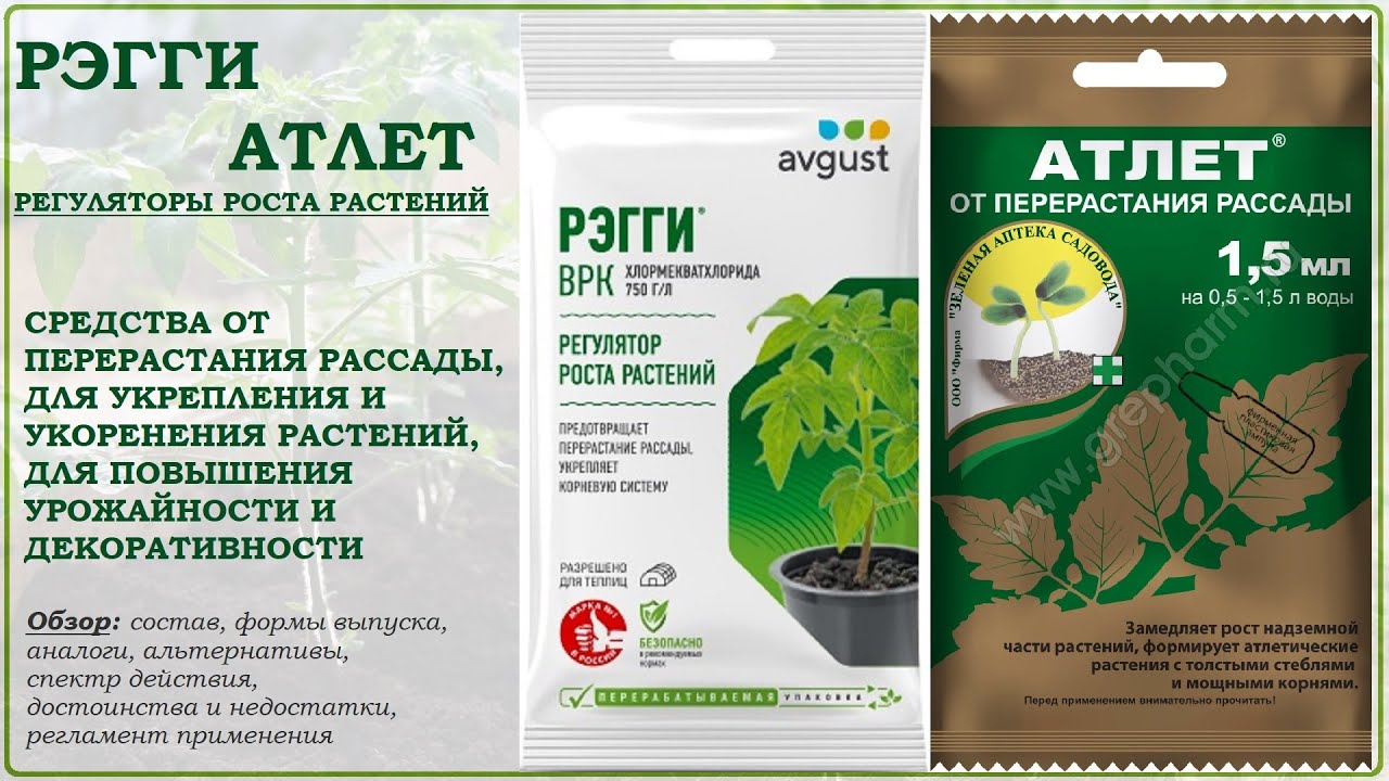 Рэгги и Атлет - регуляторы роста для укоренения растений и борьбы с перерастанием рассады. Обзор