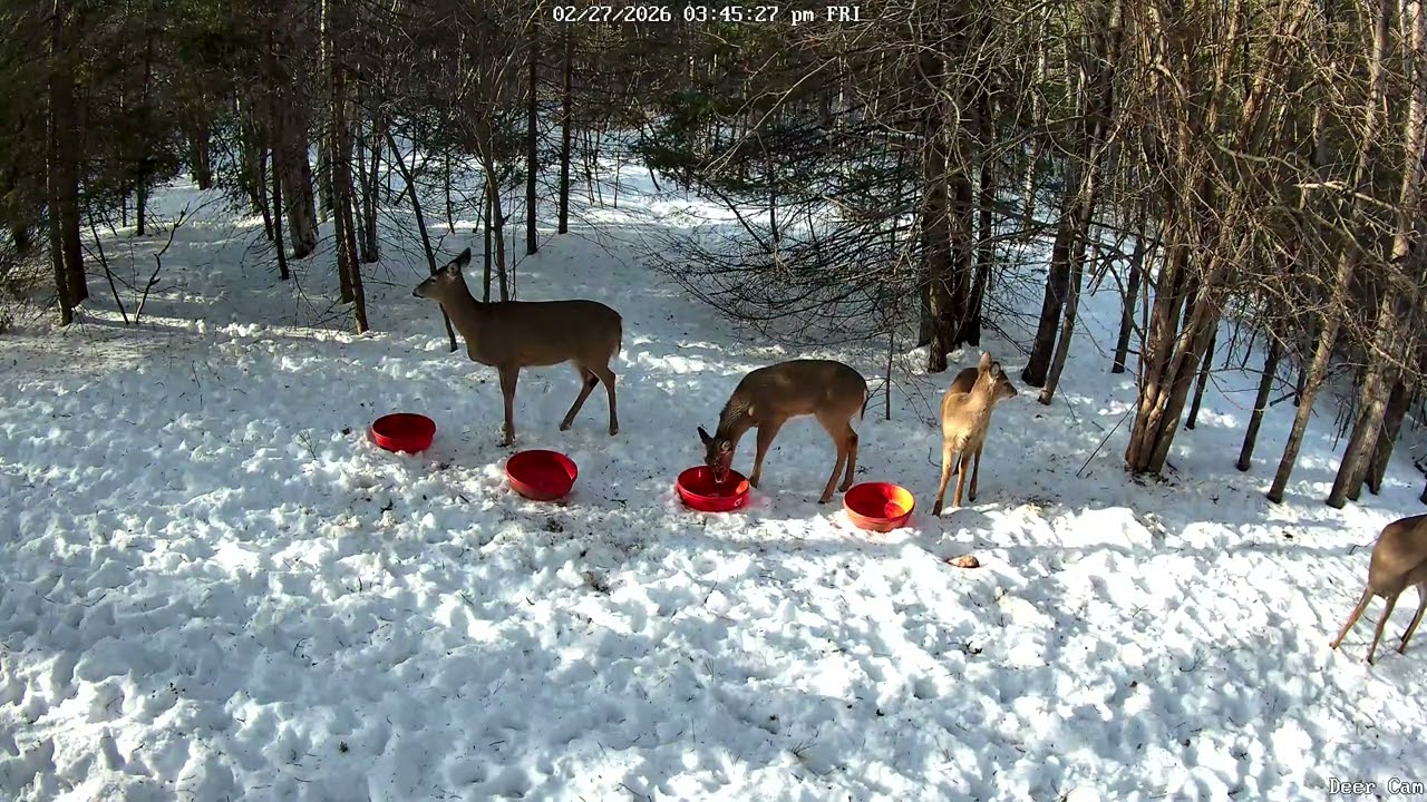 Deer 2-27-2026 3:41 PM
