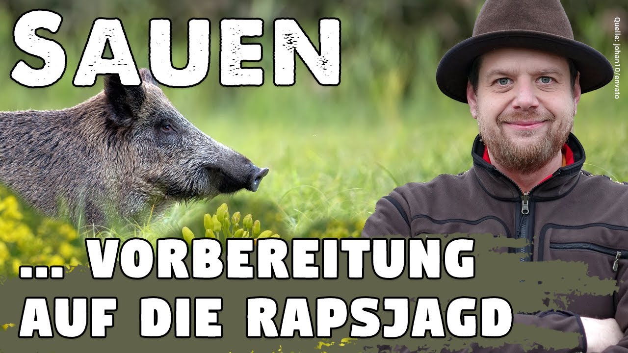 Sauen am Raps erfolgreich bejagen - So bereitest Du Dich optimal auf die Rapsjagd vor
