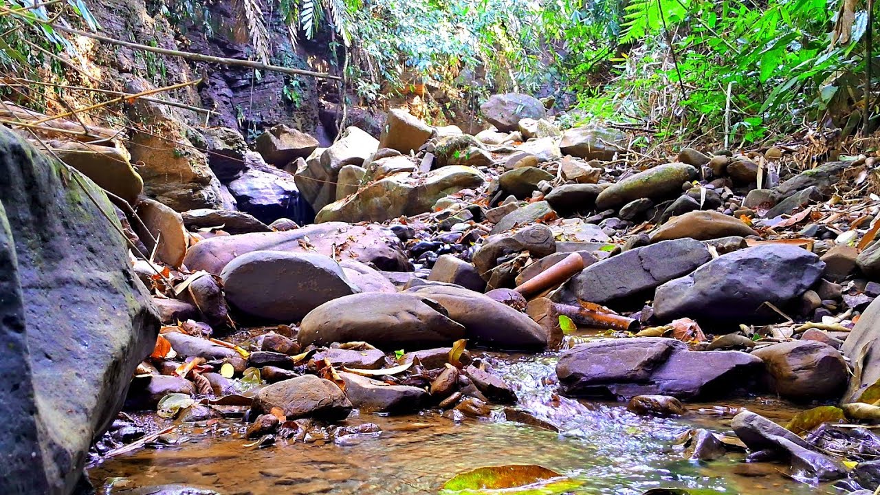 Calming Forest Ambience-Beautiful Stream Sounds For Deep Sleep,Focus,Study,Meditation.