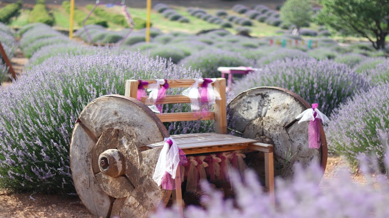 Soothing Views of Lavender Fields- Relax Video with Ambient Nature Sounds 💜 ASMR Ambience Meditation
