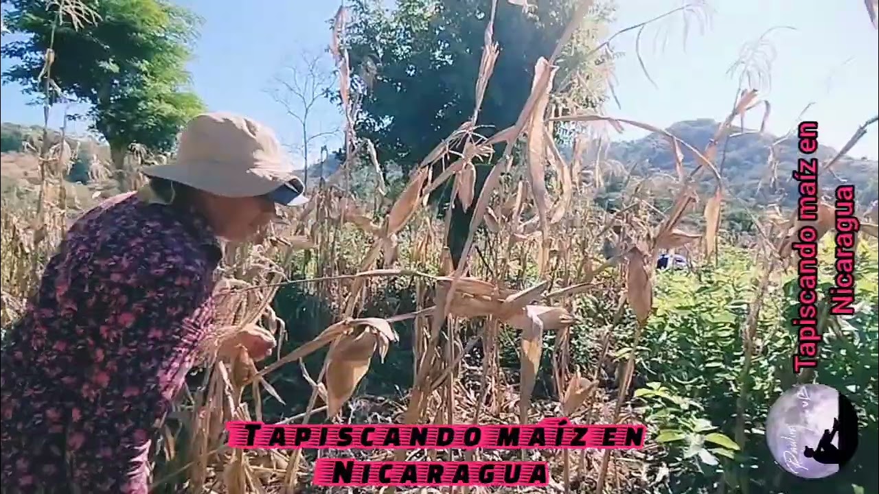 Tapiscando maíz en Nicaragua, aventura en el campo 