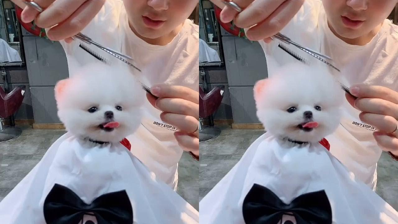 去理发店修毛，竟然发现他们两个这么像😂 #茶杯犬 #家有宠物 #宠物狗
