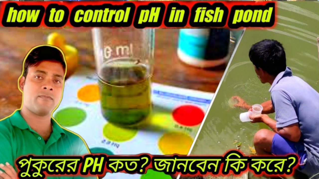 how to control pH in fish pond | testing water control Ammonia! | water ph levels explained