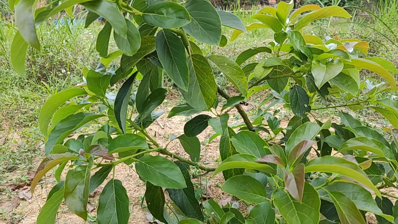 Cara pemberian kohe kambing pada tanaman alpukat dan kelengkeng agar tumbuh subur