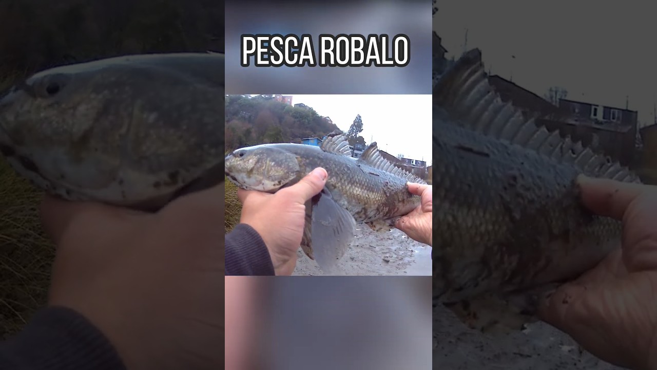 #pesca #pescarobalo #fishing #pescachile #fish #charlaenvivodelapesca #robalo #robalosaurio