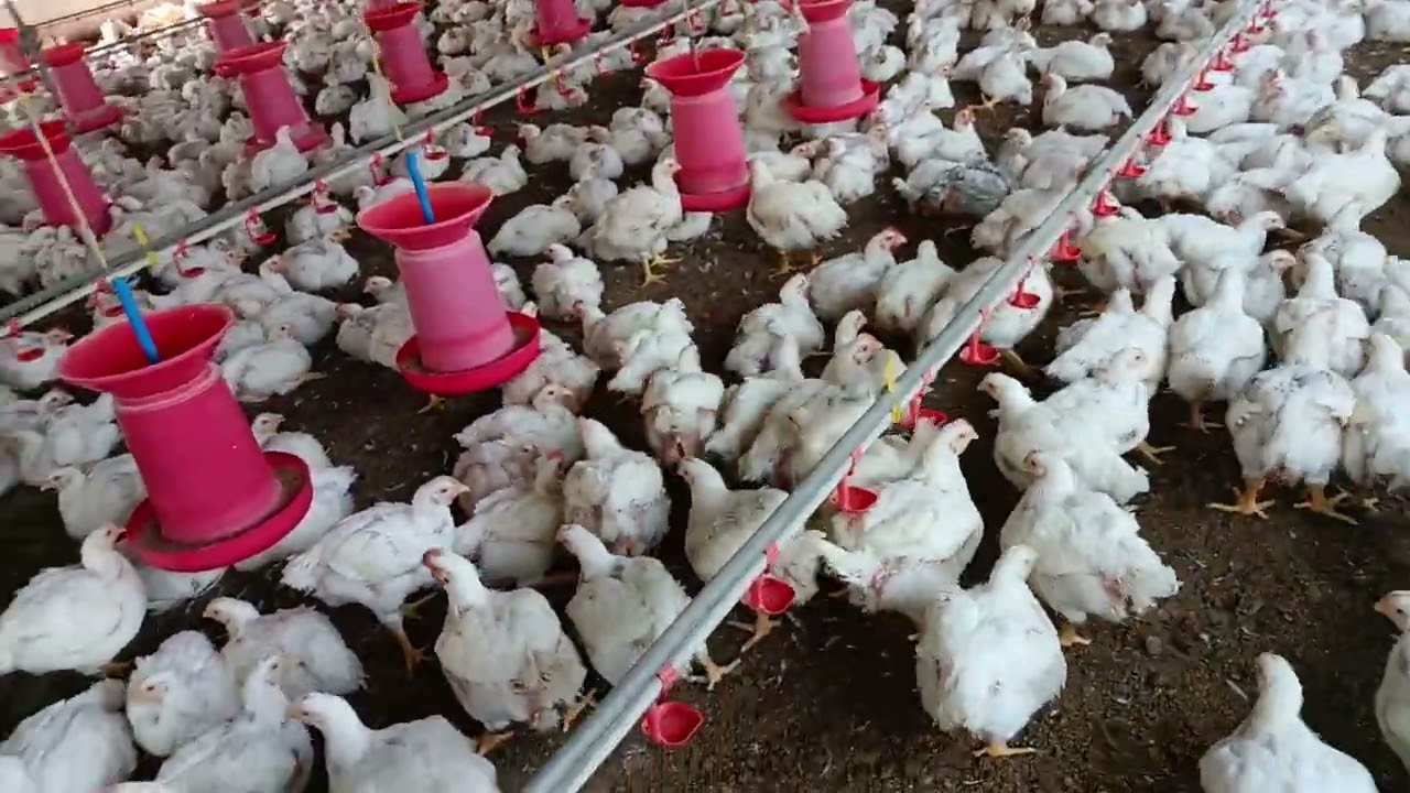 Poultry farm किसने बनाया जिसे1 लाख महीने में कमाएँ Who made a poultry farm #poultryfarming #farmer 