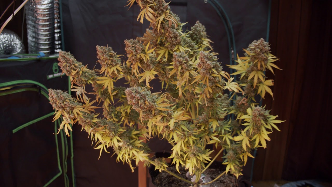 Advanced Seeds Strawberry Gum - Harvest Day 81