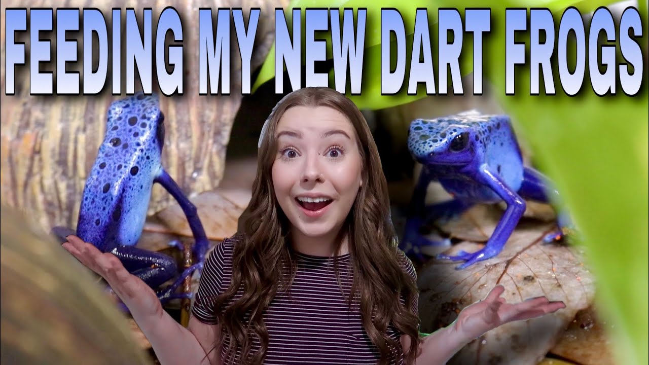 Meet My DART FROGS + FEEDING Them! | Dart Frog Journey - Part 2