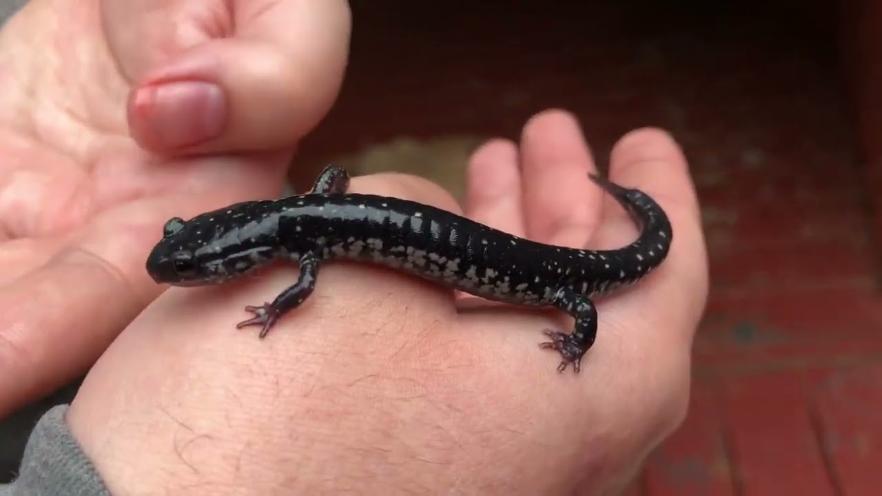 Northern Black Salamander