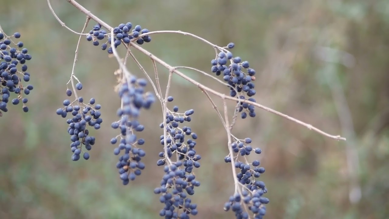 Cultivate: Art in Oklahoma Yards Soundscape