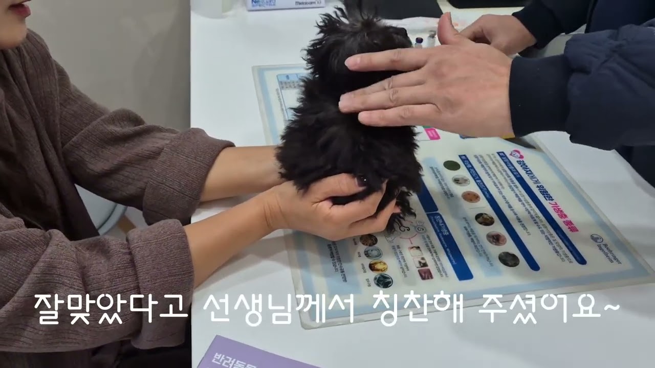 11탄_연탄이 주사 맞던날