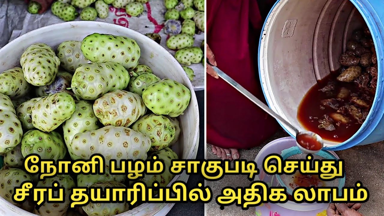 நோனி பழம் சாகுபடி செய்து சீரம் தயாரிப்பில் அதிக லாபம் || noni fruits cultivation in tamil