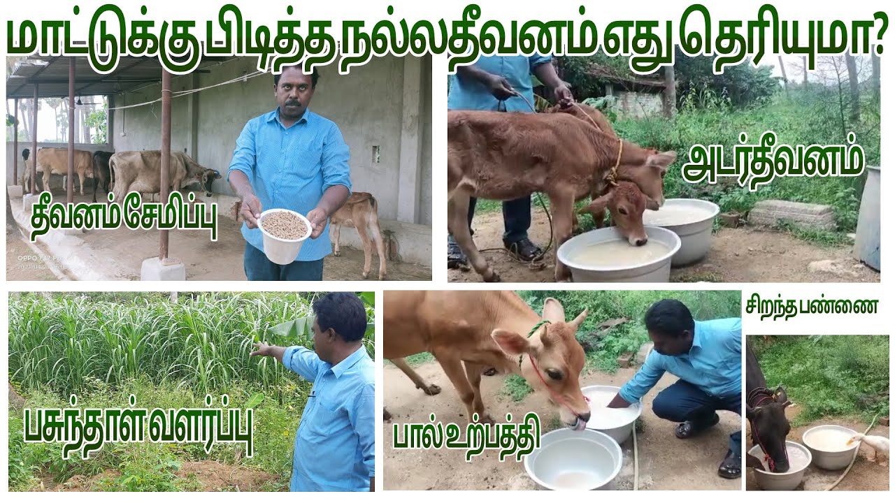 எது சிறந்த சரியான மாட்டு தீவனம் என்று தெரிந்து மாட்டுக்கு கொடுங்கள் best feedings methods in cows