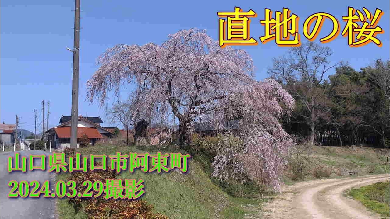 直地の桜　2024.03.29撮影