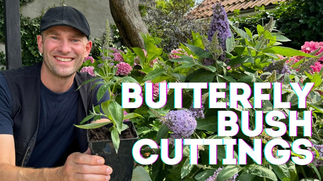 Butterfly Bush Propagation with Cuttings: Easy & Free Plants | Perennial Garden