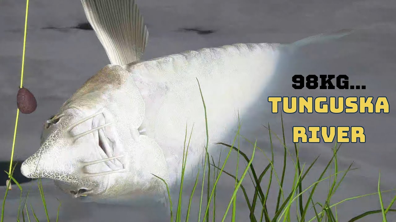 Sturgeon 98 kg... so close to trophy & Float fish Tunguska River |  Russian Fishing 4 (65)