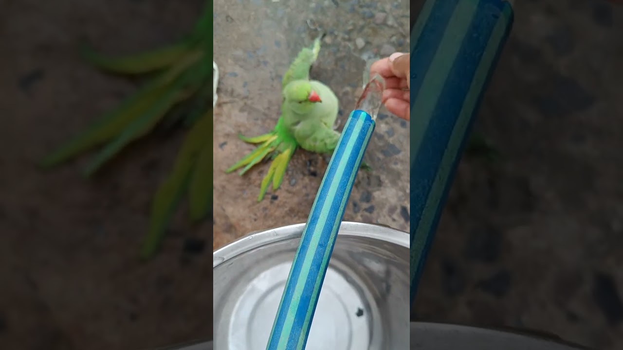 Hmari mithi ka masti 🦜🦜🦜