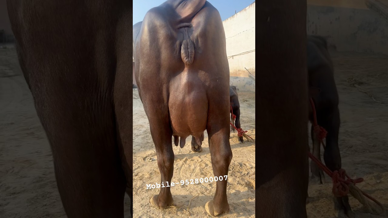 Top Quality Murrah Buffalo with 24 litre milk. #murrahbuffaloes #puremurrah #murrahbuffalodairyfarm